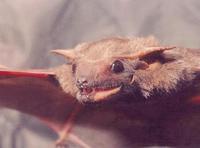 Image of: Taphozous nudiventris (naked-rumped tomb bat)