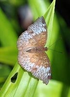 Image of: Tanaecia aruna (nymphalid butterfly)