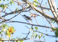 Timor Friarbird - Philemon inornatus