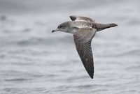 Pink-footed Shearwater (Puffinus creatopus) photo