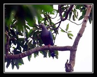 Pinon Imperial-Pigeon - Ducula pinon
