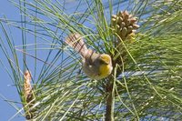 Olive-capped Warbler - Dendroica pityophila