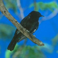 Chopi Blackbird - Gnorimopsar chopi