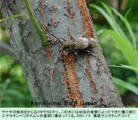 단풍수염하늘소 - Mecynippus pubicornis