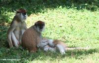 Family of Patas Monkeys (Erythrocebus patas) in captivity
