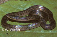 : Atractus pantostictus; Snake