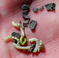 : Eumenes sp.