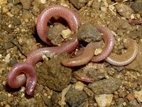 : Leptotyphlops humilis humilis; Southwestern Blind Snake