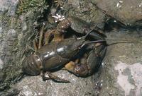 Astacus astacus - Noble Crayfish