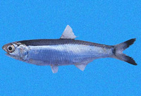 Anchoa starksi, Starks's anchovy: fisheries
