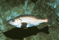 Sebastes goodei, Chilipepper: fisheries, gamefish