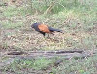 Centropus sinensis - Greater Coucal