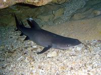 Triaenodon obesus - White Tip Reef Shark