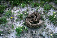 Image of: Crotalus atrox (western diamondback rattlesnake)
