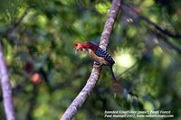 Banded Kingfisher - Lacedo pulchella