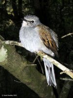 Brown-backed Solitaire - Myadestes occidentalis