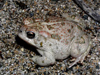 : Bufo cognatus; Great Plains Toad