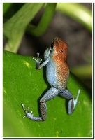 : Dendrobates pumilio escudodevarquez; Strawberry Poison Frog