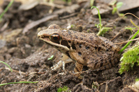 : Rana maosonensis