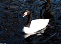: Cygnus melancoryphus; Black-neck Swan
