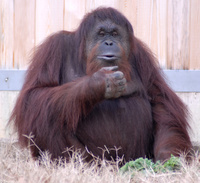 : Pongo abelii; Orangutan