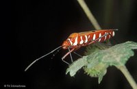 Heteroptera - True Bugs