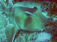 Heterodontus galeatus, Crested bullhead shark: fisheries