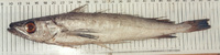 Merluccius paradoxus, Deep-water Cape hake: fisheries