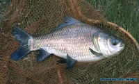 Catla catla, Catla: fisheries, aquaculture, gamefish
