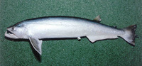 Hydrolycus scomberoides, Payara: fisheries, gamefish, aquarium
