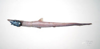 Aldrovandia affinis, Gilbert's halosaurid fish: