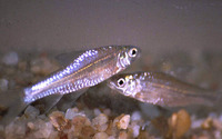 Barbus unitaeniatus, Slender barb: fisheries, aquarium