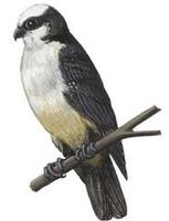 Image of: Microhierax latifrons (white-fronted falconet)