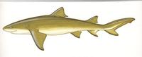 Image of: Negaprion brevirostris (lemon shark)