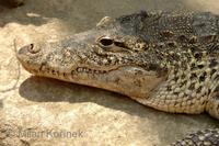 Crocodylus rhombifer - Cuban Crocodile