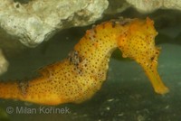 Hippocampus reidi - Long Snout Seahorse