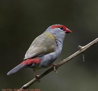 Red-browed Firetail - Neochmia temporalis