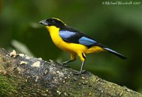 Blue-winged Mountain-Tanager - Anisognathus somptuosus