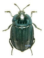 큰넓적송장벌레 - Eusilpha jakowlewi jakowlewi