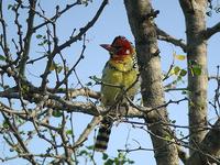 Red and Yellow Barbet (Rödgul barbett) - Trachyphonus erythrocephalus