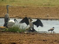 ...White-breasted Cormorant (Vitbröstad skarv) - Phalacrocorax lucidus - Sacred Ibis (Helig ibis) -