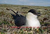 FT0183-00: Long Tailed Jaeger, Stercorarius longicaudus, on nest.Pan Arctic