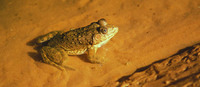 : Hoplobatrachus occipitalis; Crowned Bullfrog