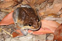 : Limnodynastes terraereginae; Northern Bullfrog