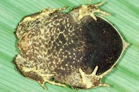 : Proceratophrys subguttata