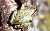 : Pseudacris regilla; Pacific Treefrog