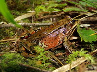 : Rana aurora; Northern Red-legged Frog