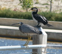 ...ax melanoeucos; White Faced Heron And Little Pied Cormorant
