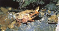 : Rana okinavana; Ryukyu Brown Frog
