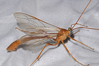 : Enicospilus sp.; Ichneumon Wasp